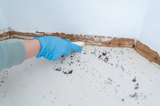 Flea Control Services in Wheatley Heights, NY